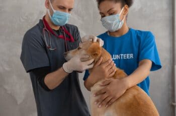 vet and assistant exam dog